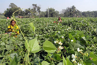 Organic farming