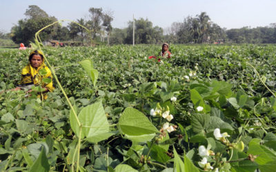 Organic Production
