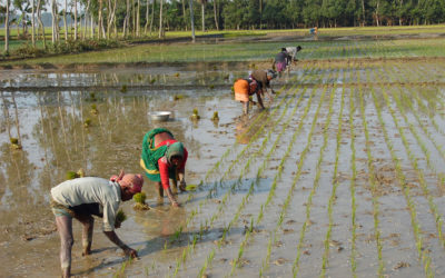 Women and Agriculture